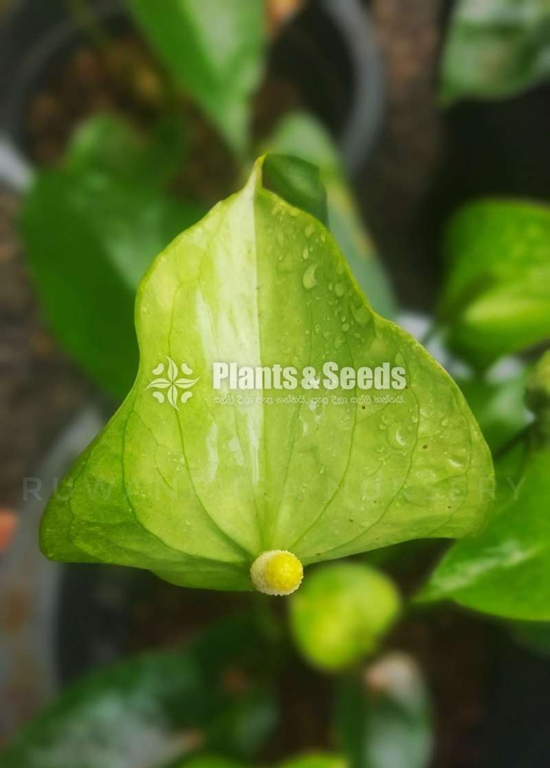 Bankok Anthurium Package