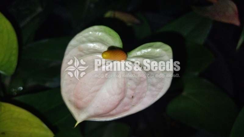 Bankok Anthurium Package