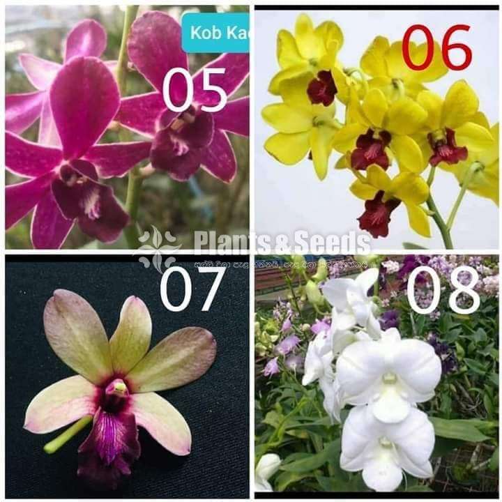 ඩෙන්ඩොබියම් ඕකිඩ් පැල