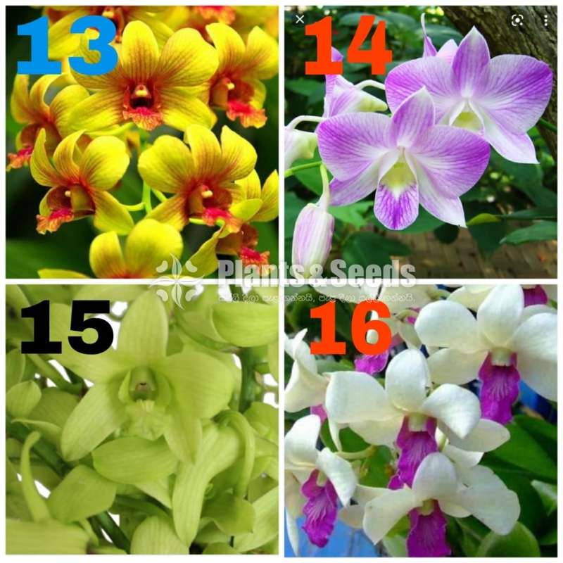 ඩෙන්ඩොබියම් ඕකිඩ් පැල