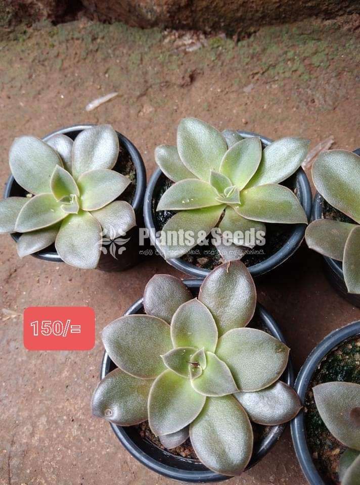 Succulent plants