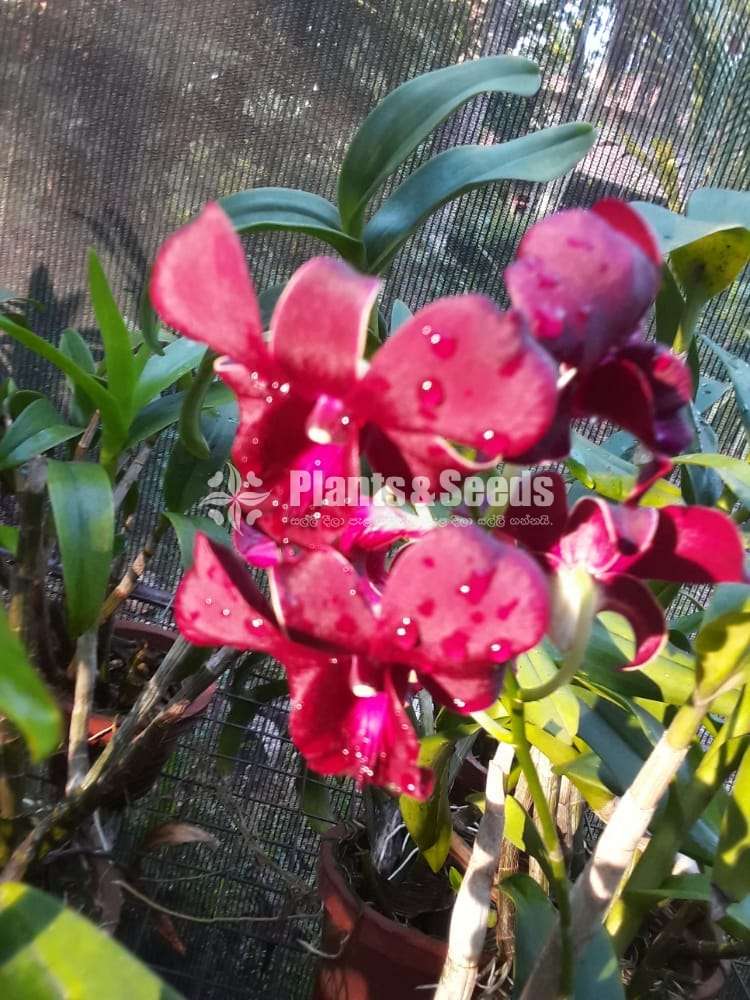 ඩෙන්ඩොබියම් ඕකිඩ් මල් සමග පැල