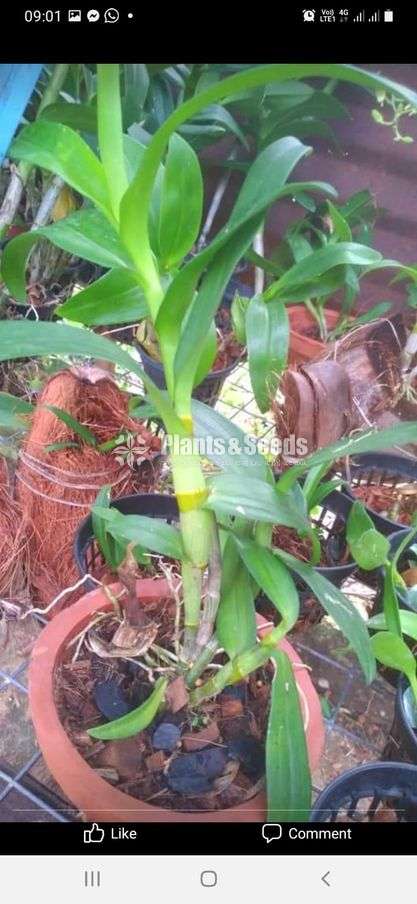  සොනියා ඩෙන්ඩොබියම්