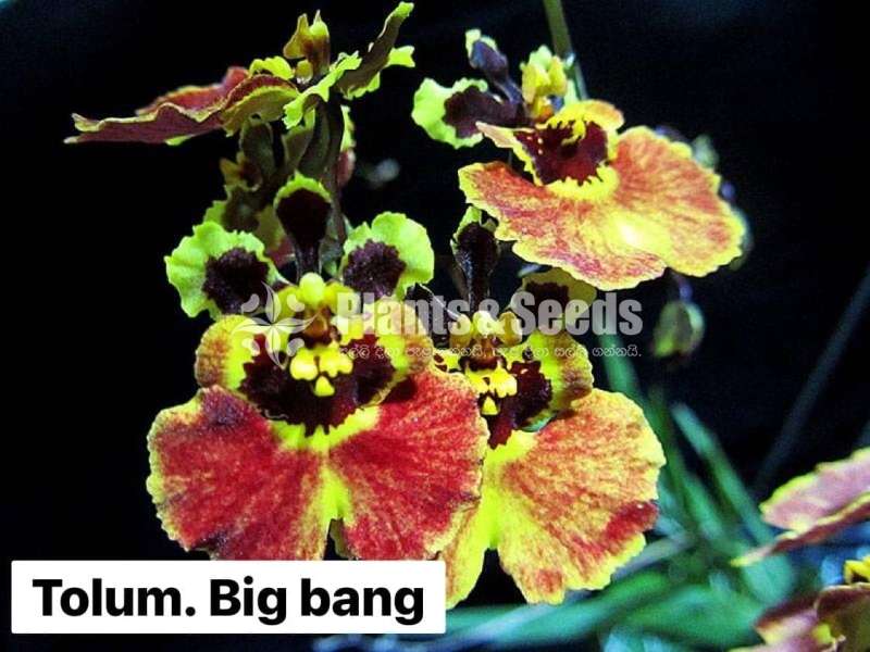 Toluomina Orchid