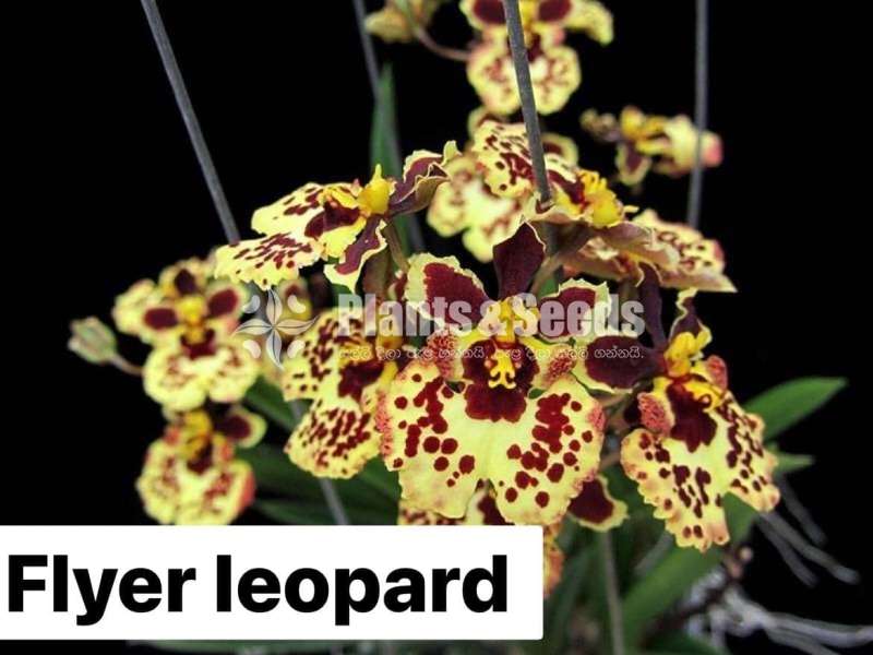 Toluomina Orchid