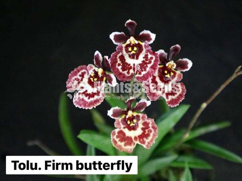 Toluomina Orchid