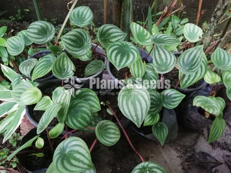Watermelon peperomia 