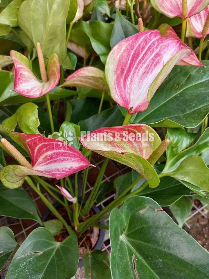 Livium anthurium 