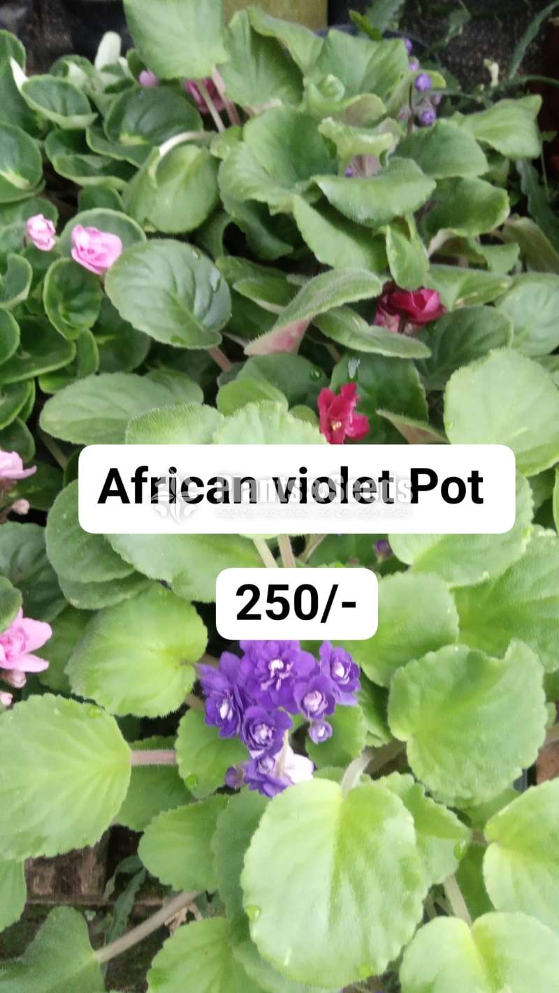 African violet 
