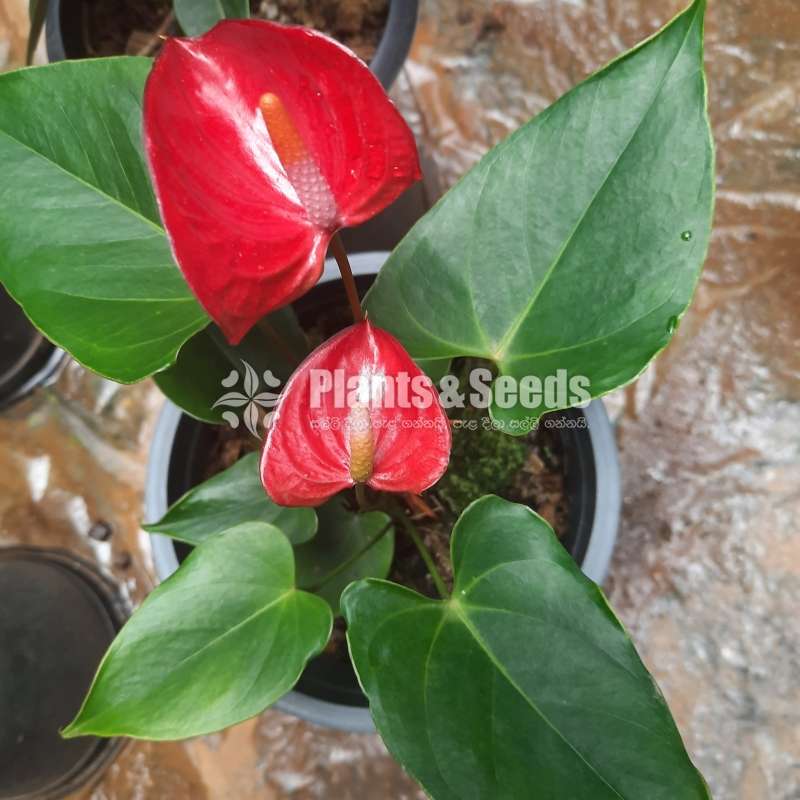 Nano pink Anthurium
