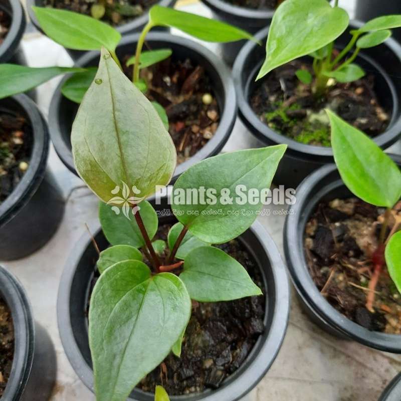 බැංකොක්Seeds plant