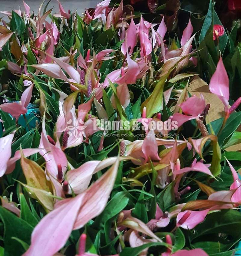 Anthurium  ලිලි