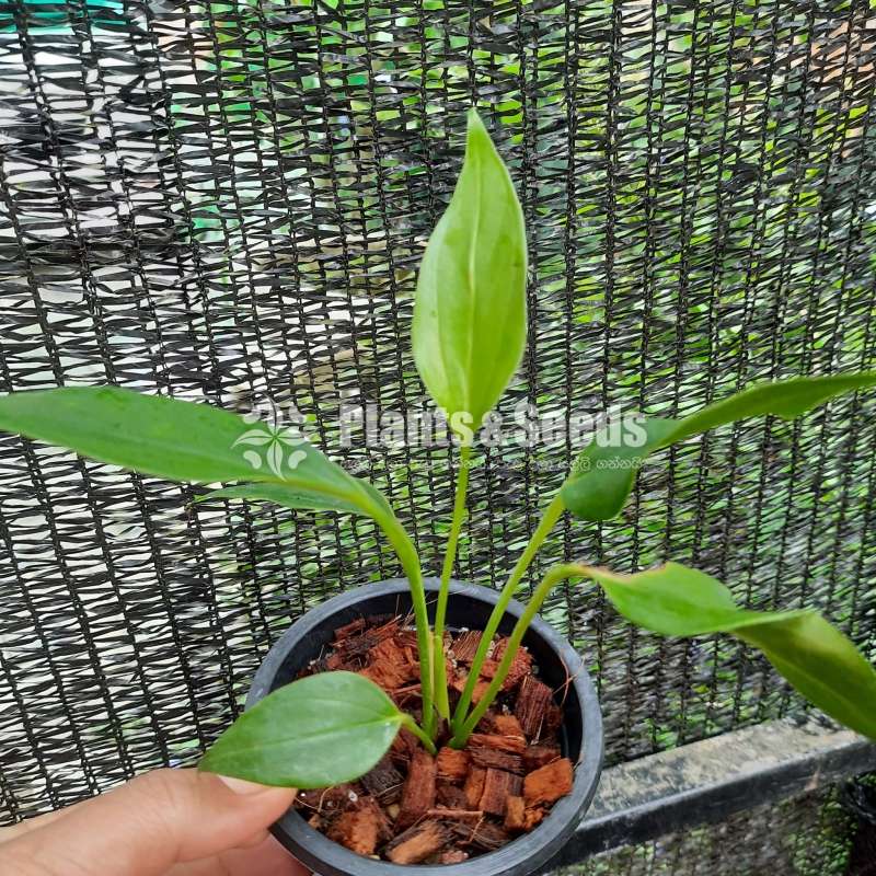 Anthurium  ලිලි