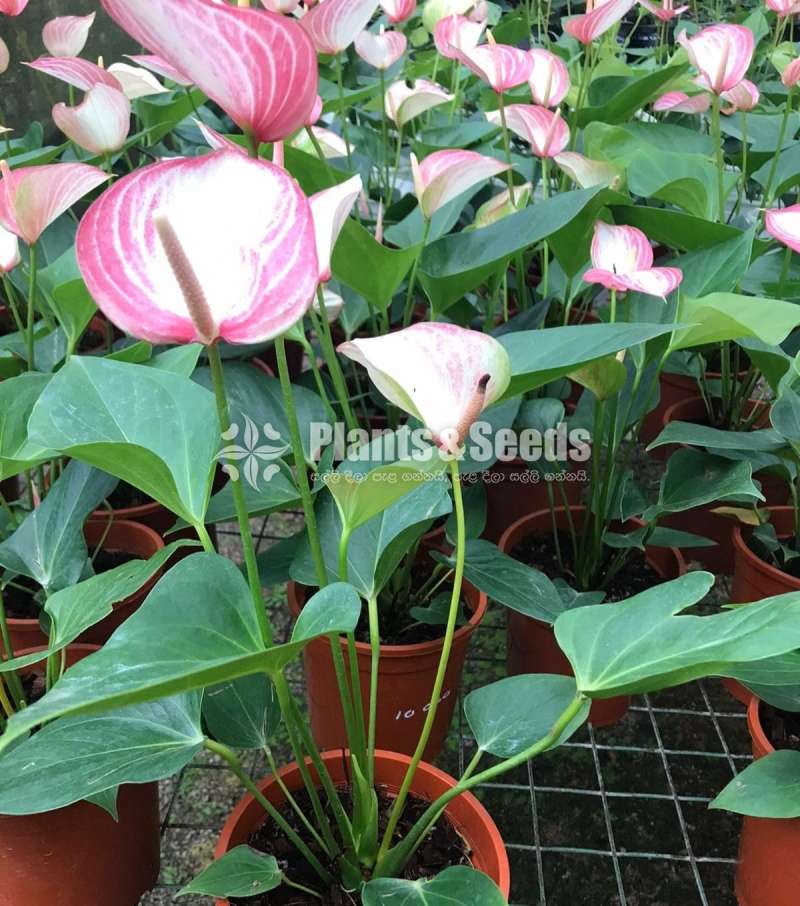 Livium anthurium (ලිවියම්)
