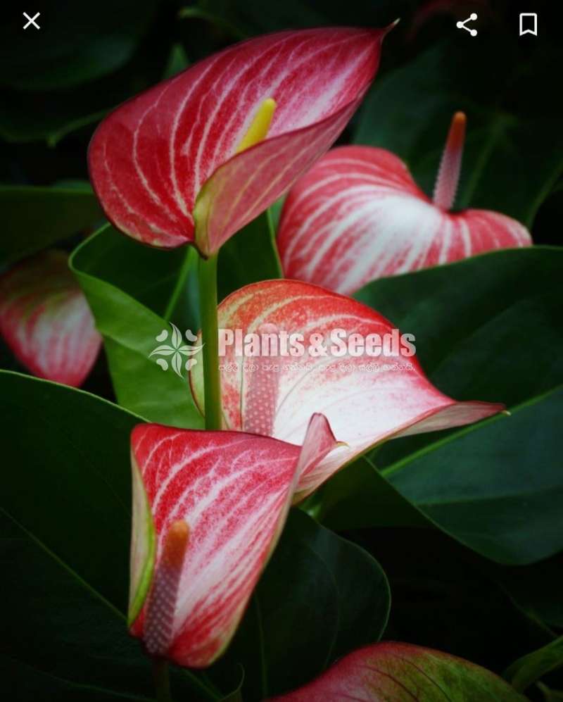 Livium anthurium (ලිවියම්)
