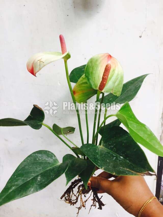 Exsota Anthurium