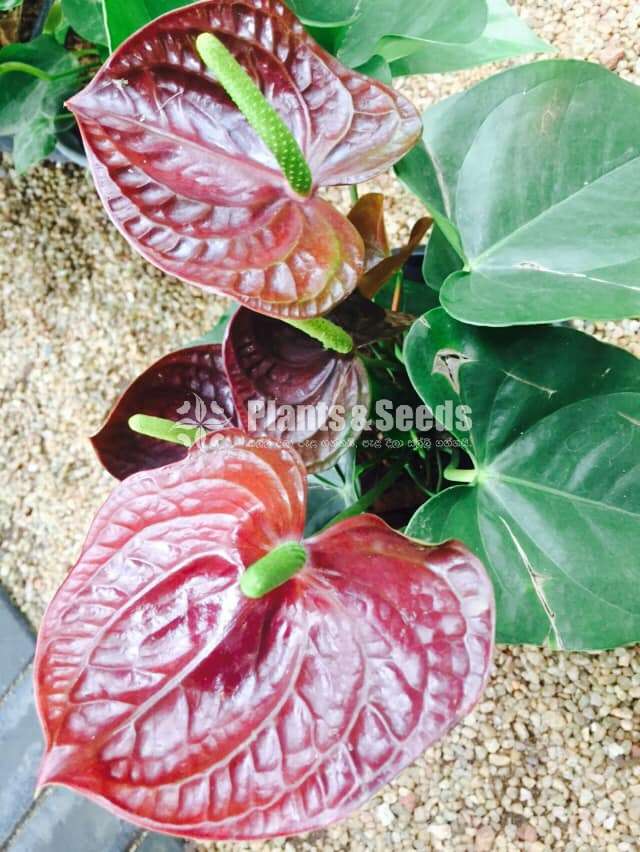 chamber black mother plant