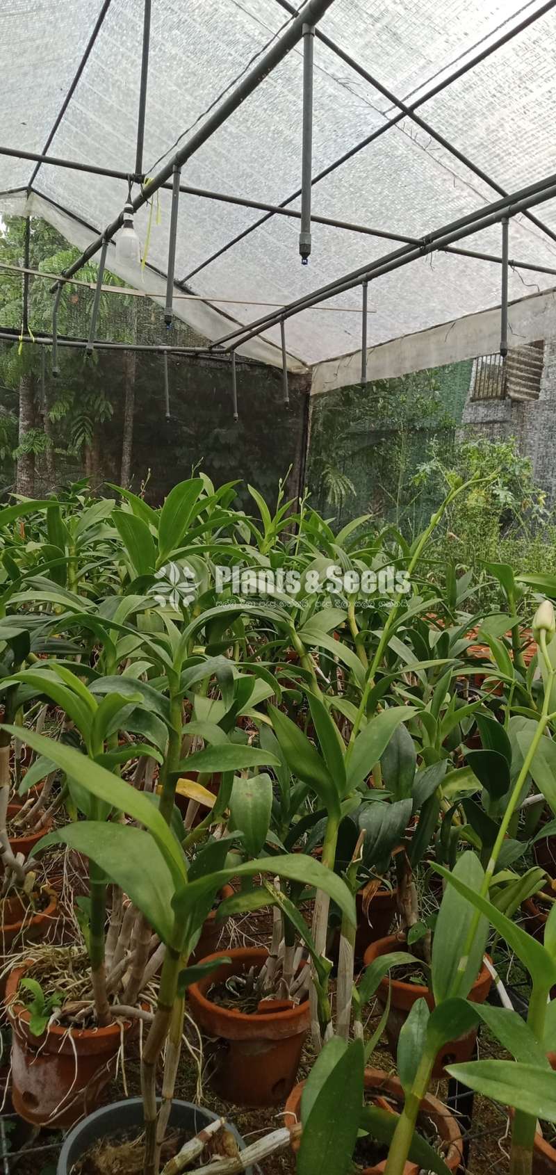ඩෙන්ඩ්‍රෝබියම් (Dendrobium)