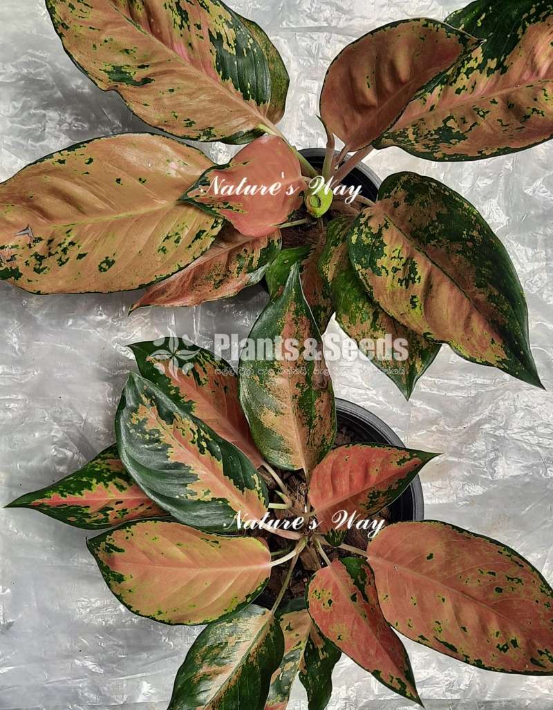 Aglaonema Varities ( ඇග්ලොනිමා )