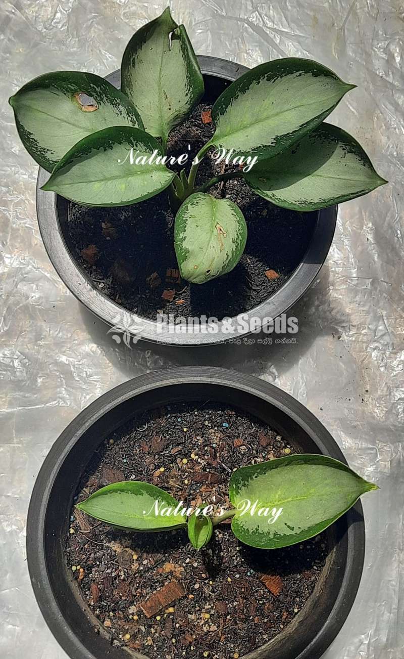 Aglaonema Varities ( ඇග්ලොනිමා )