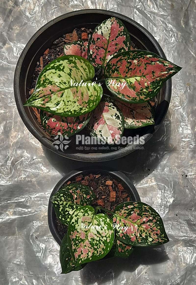 Aglaonema Varities ( ඇග්ලොනිමා )