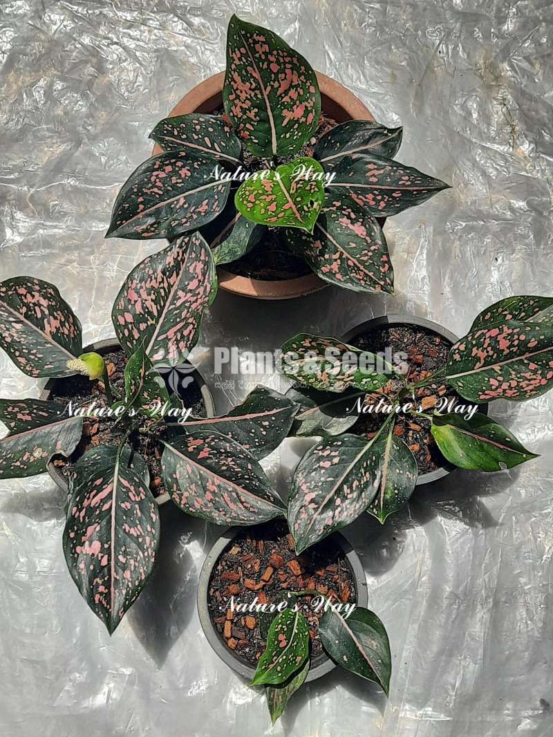 Aglaonema Varities ( ඇග්ලොනිමා )