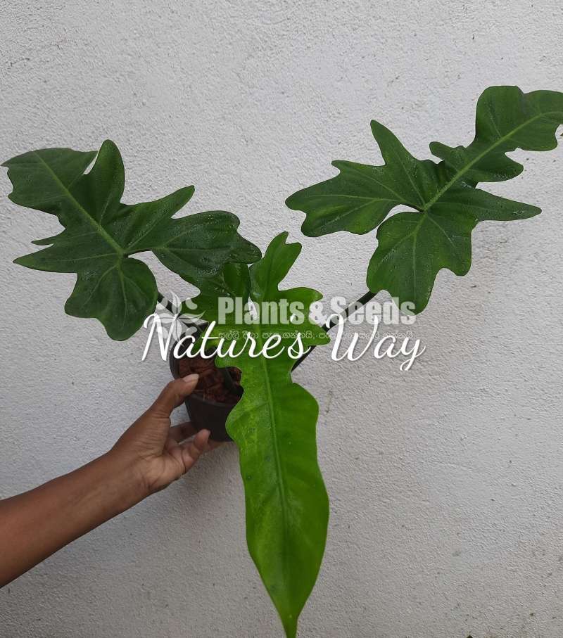 Philodendron Varieties 