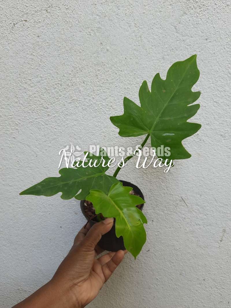Philodendron Varieties 