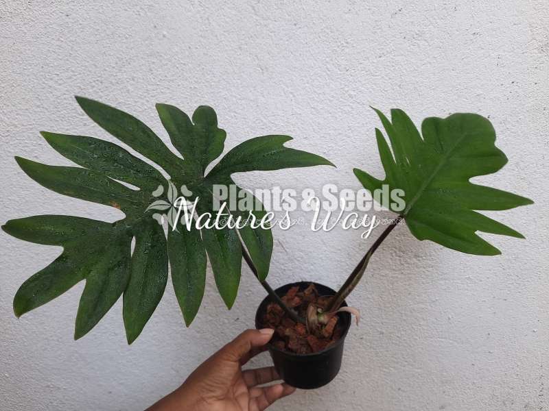 Philodendron Varieties 