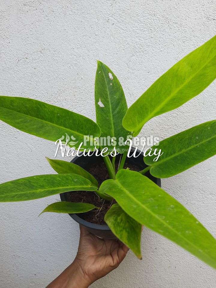 Philodendron Varieties 