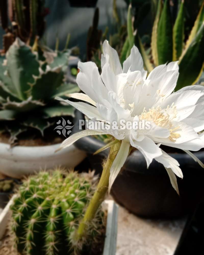 Cactus