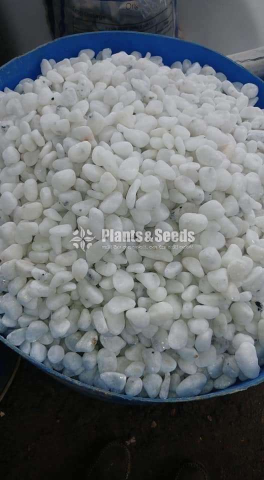 Fancy Stones (Pebbles)