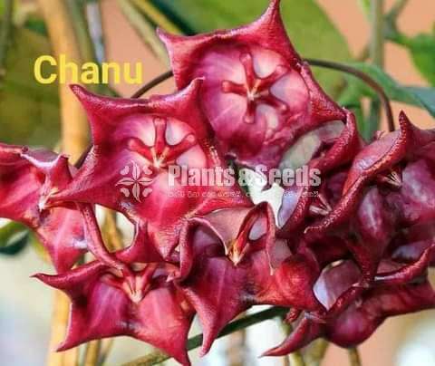  හෝයා වර්ග (Hoya)