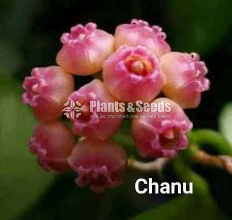  හෝයා වර්ග (Hoya)