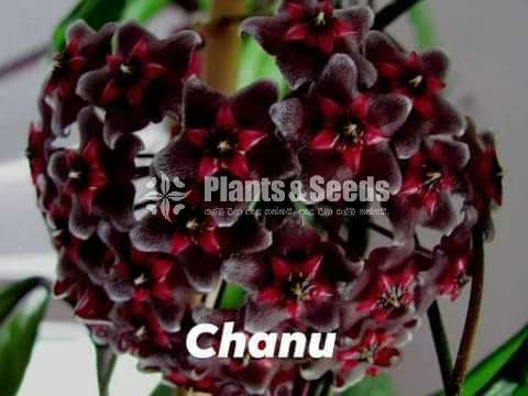  හෝයා වර්ග (Hoya)