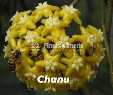  හෝයා වර්ග (Hoya)