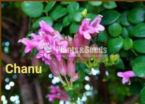  ලිප්ස්ටික් පැකේජය (Lipstick)