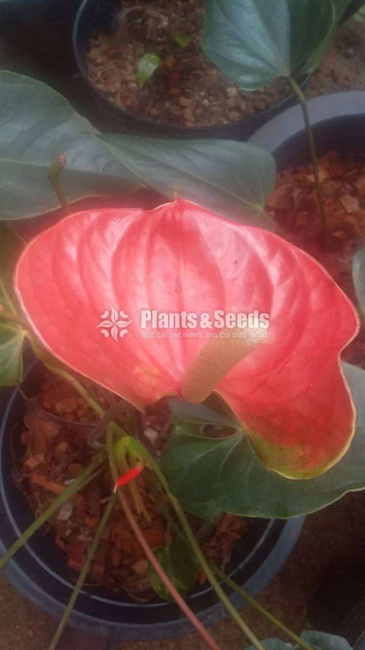 බටර්ෆ්ලයි ඔරෙන්ජ් Anthurium