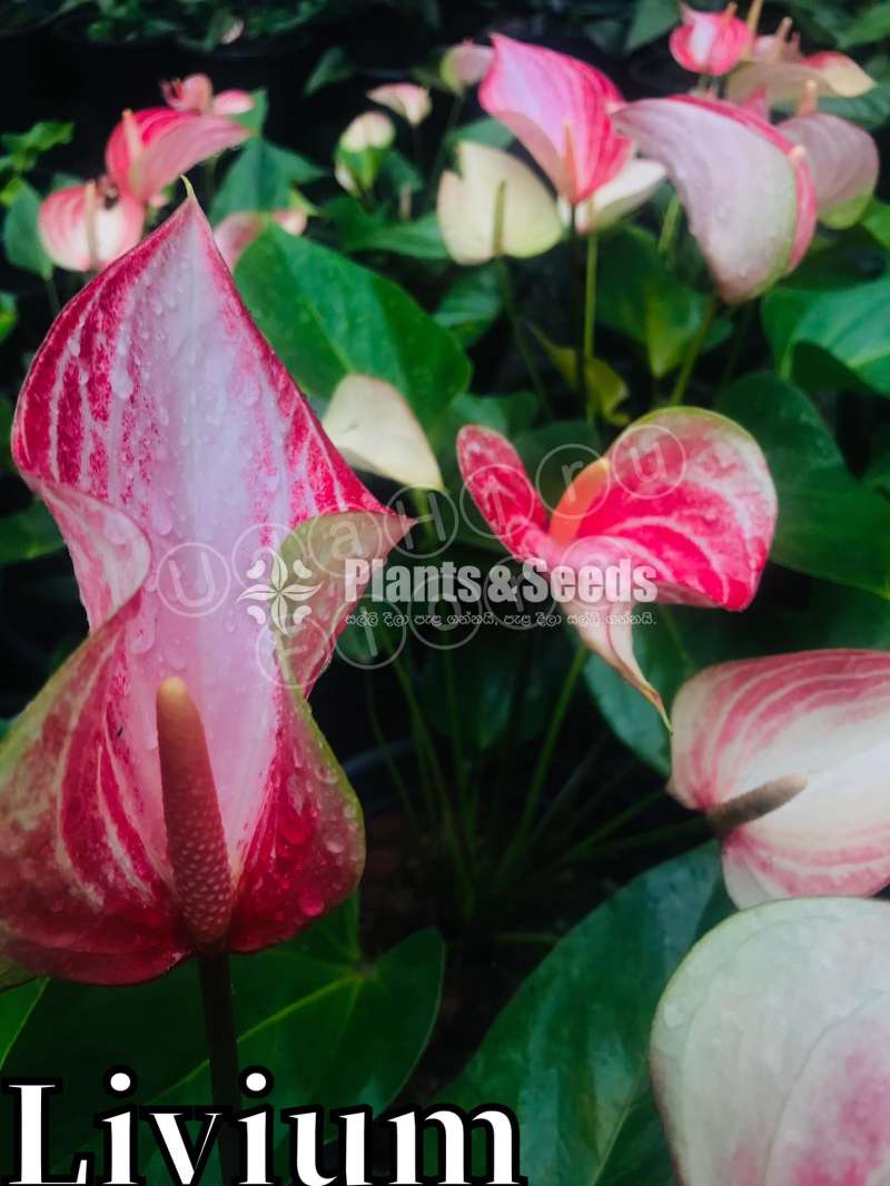 ලිවියුම් (Livium Anthurium)