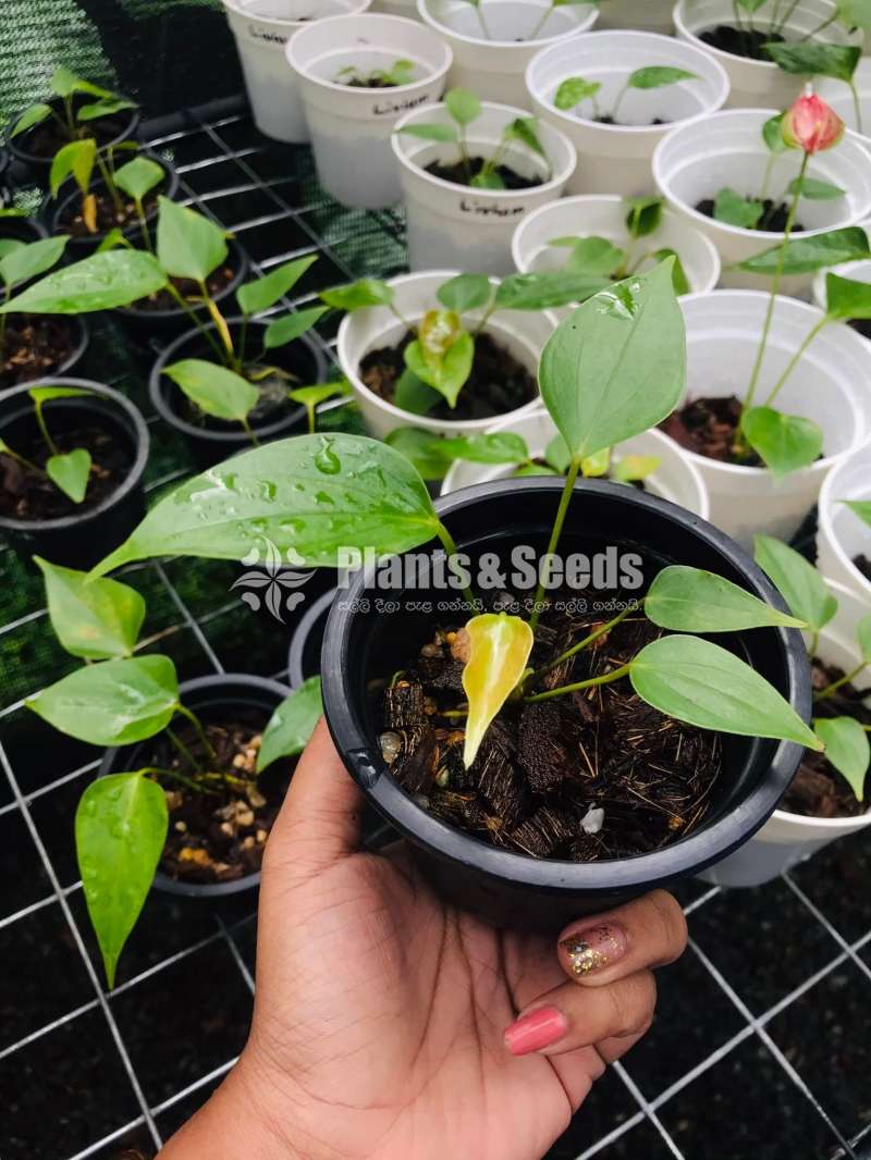 ලිවියුම් (Livium Anthurium)