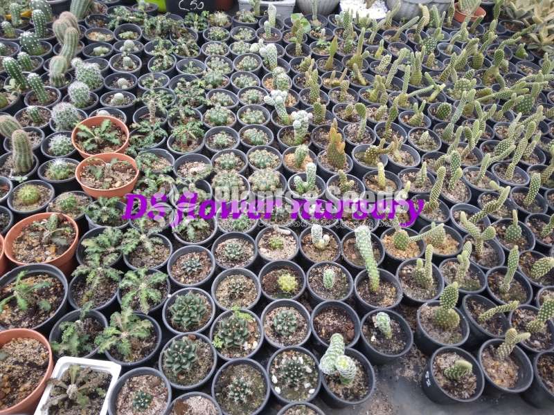 Cactus & Sacculents flowe