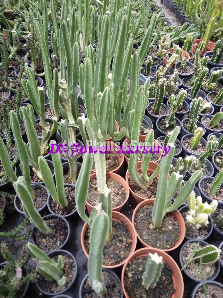 Cactus & Sacculents flowe