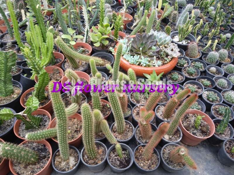 Cactus & Sacculents flowe