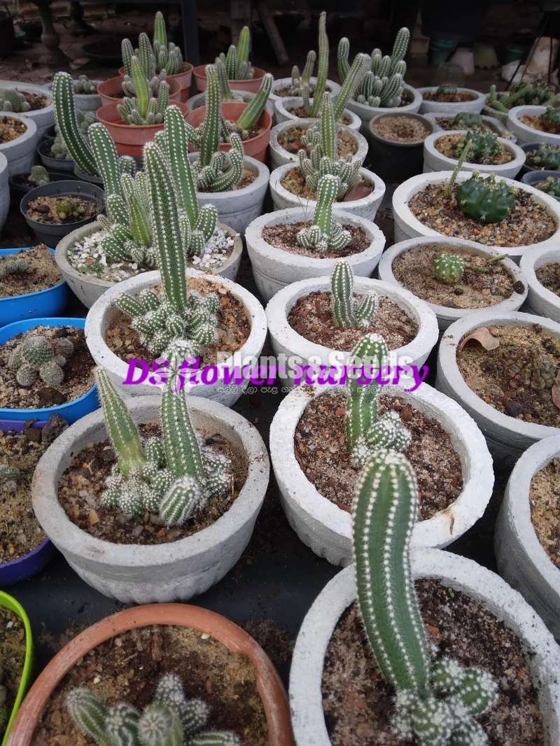 Cactus & Sacculents flowe