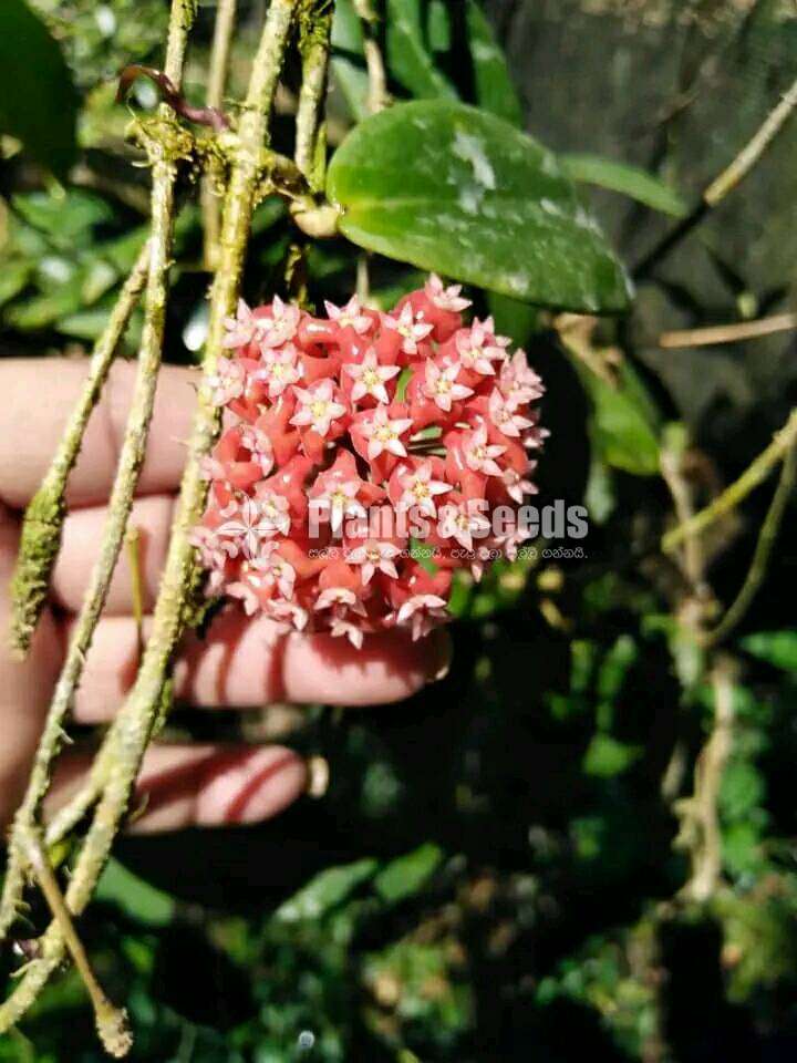 හෝයා ( Hoya plants)