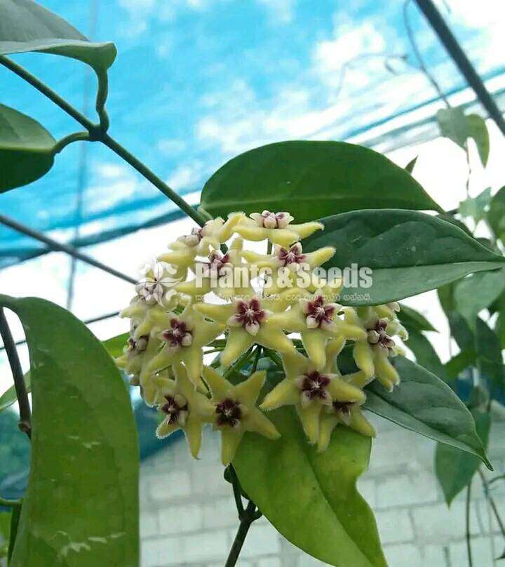 හෝයා ( Hoya plants)