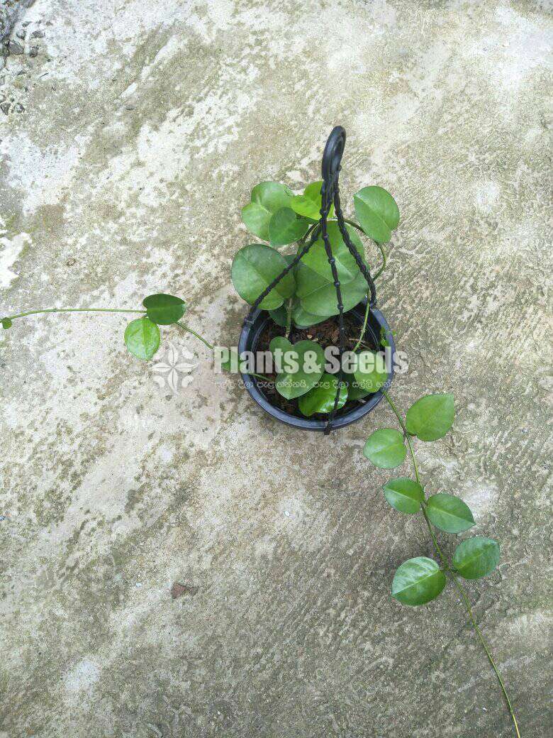 හෝයා ( Hoya plants)