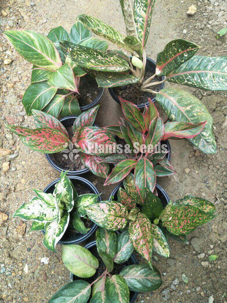 ඇග්ලෝනිමා බදුන් (Package)