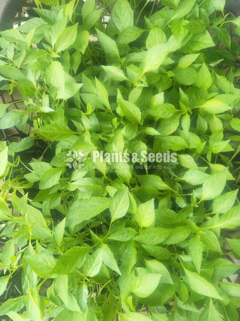 Varaniya miris (වැරණිය මිරිස් )