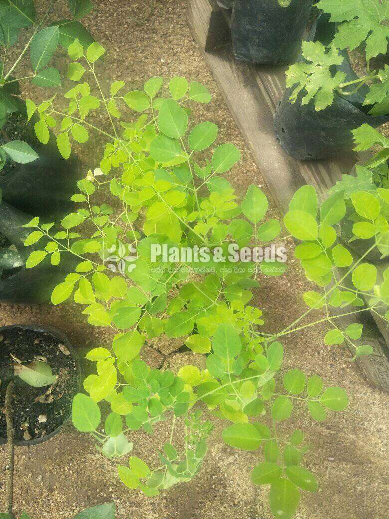  මුරුන්ගා පැල (MORINGA)